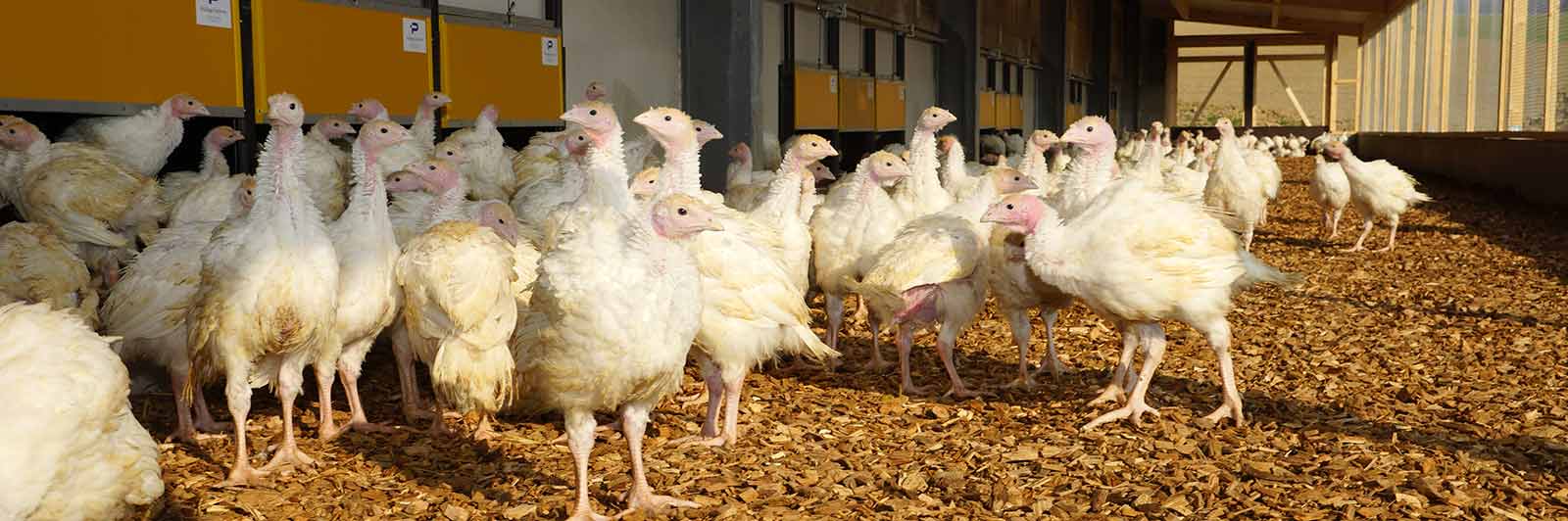 Puten Wintergarten KAT • Unsere Vögel • Als zertifizierte Geflügelfarm legen wir großen Wert auf das Tierwohl und setzen auf eine artgerechte und nachhaltige Haltung. Unser besonders tierfreundliche Stallhaltung wurde ebenfalls zertifiziert. Seit 2024 trägt unsere Putenmast zudem das Qualitätszeichen Baden-Württemberg (QZBW). Wir sind überzeugt davon, dass sich eine artgerechte Haltung nicht nur positiv auf das Wohlbefinden der Tiere auswirkt, sondern auch zu einem besseren Geschmack des Fleisches führt. Probiere unser Fleisch und lass dich überzeugen von der Qualität unserer Produkte.